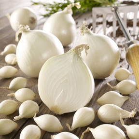 Цибуля Гледстоун, Голандія (саджанка)