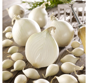 Цибуля Гледстоун, Голандія (саджанка)