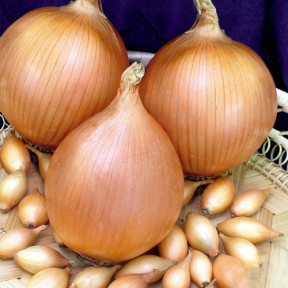 Цибуля Штутті, Голандія (саджанка) Цибуля Штутті, Голандія (саджанка)