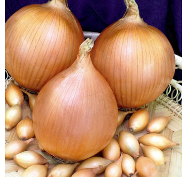 Цибуля Штутті, Голандія (саджанка)