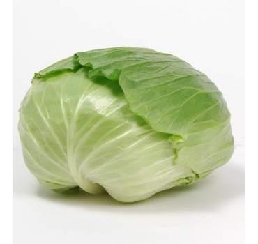 Капуста плоскоголова Шані  F1, Sakata