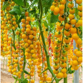  Томат Віцере F1, Esasem