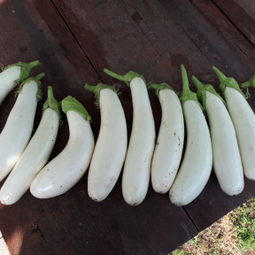 Баклажан Вайтмен (INX 1644) F1, INNOVA 