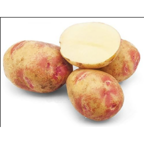 Картопля насіннєва  Пікассо 1 репродукція, Agrico