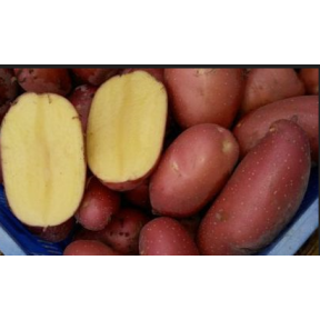 Картопля насіннєва Есмі 1 репродукція, Agrico