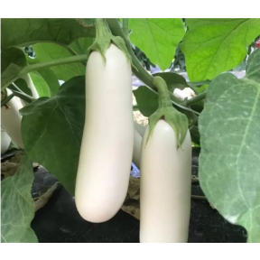 Баклажан CRX 50153 F1 Cora Seeds