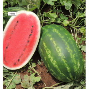 Кавун Вірго F1, Hazera