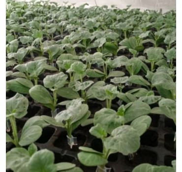 Підщепа Рут Пауер  F1  , Sakata