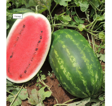 Кавун Вірго F1, Hazera