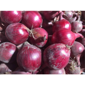 Цибуля Редеска F1, Hazera Цибуля Редеска F1, Hazera