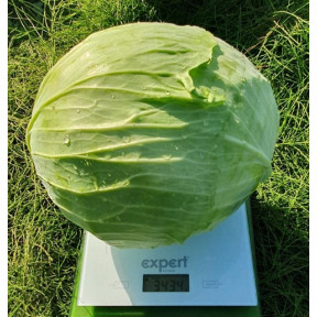 Капуста Акорд F1 пізня , Sakata Капуста Акорд F1 пізня , Sakata
