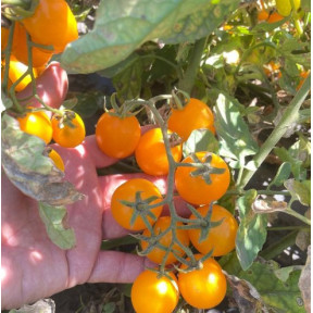 Томат  Реджіум F1, ESASEM,