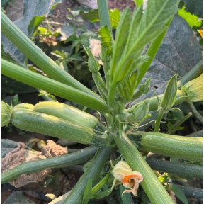 Кабачок Юліан F1, Sakata