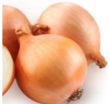 Цибуля Торус F1, Sakata