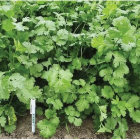 Кинза Санто F1, Sakata 