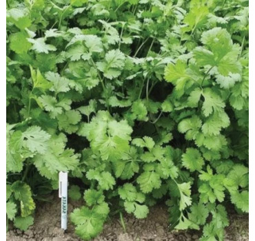 Кинза Санто F1, Sakata 