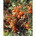 Томат  Бленд  F1,  ESASEM