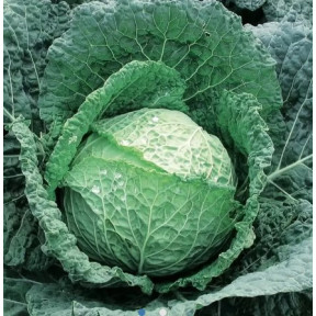Капуста савойська Есторіл  F1 , Sakata
