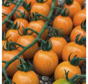 Томат Оранбелло F1,ESASEM