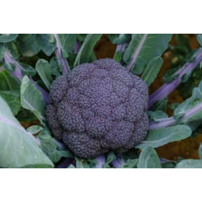 Капуста броколі Пьорпол Меджик F1, Sakata