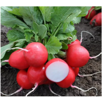 Редис Преліто  F1, Hazera