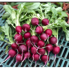 Редис Аутелла F1, Hazera