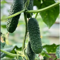 Огірок Ніндзя  F1, Hazera