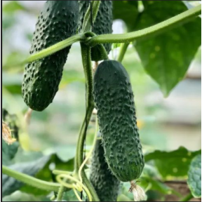 Огірок Ніндзя  F1, Hazera