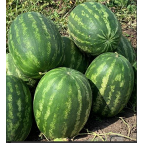 Кавун Грін джар  F1, Seminis