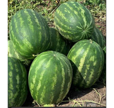 Кавун Грін джар  F1, Seminis