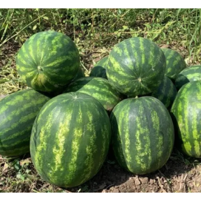 Кавун Ред хевен F1 Seminis