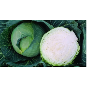 Капуста  Заказ F1 Seminis