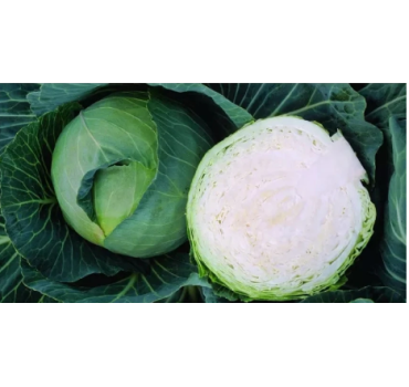 Капуста  Заказ F1 Seminis