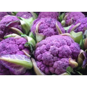 Капуста цвітна Пурпуріна F1, Sakata