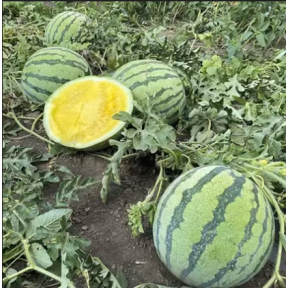 Кавун Нінфеа F1, Hazera F1