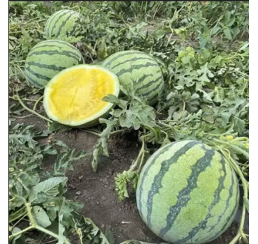 Кавун Нінфеа F1, Hazera F1