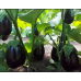 Баклажан Сара F1 (Sara F1 )Cora Seeds Баклажан Сара F1 (Sara F1 )Cora Seeds