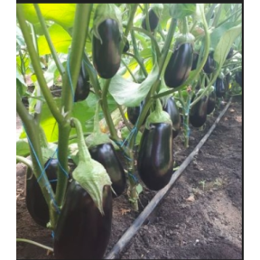 Баклажан Циклоп (CRX 50170)  F1, Cora Seeds