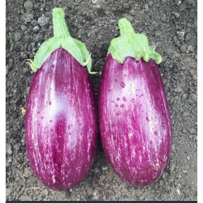 Баклажан Зебра (CRX 50141)  F1, Cora Seeds