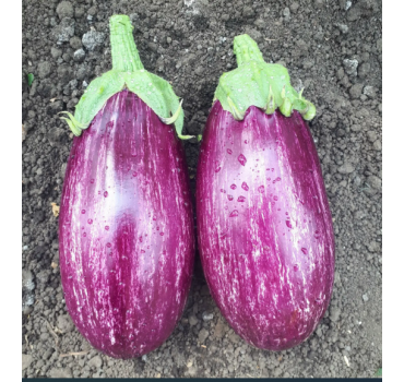 Баклажан Зебра (CRX 50141)  F1, Cora Seeds