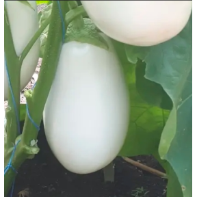 Баклажан CRX 50187 F, Cora Seeds