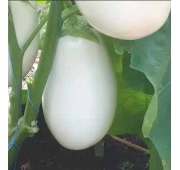 Баклажан CRX 50187 F, Cora Seeds Баклажан CRX 50187 F, Cora Seeds