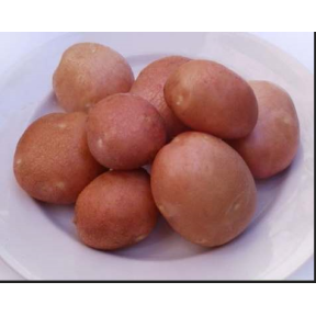 Картопля Словянка 1 репродукція, інститут картоплярства НААН