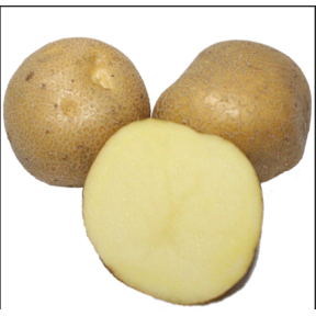 Картопля Скарбниця 1 репродукція, інститут картоплярства НААН