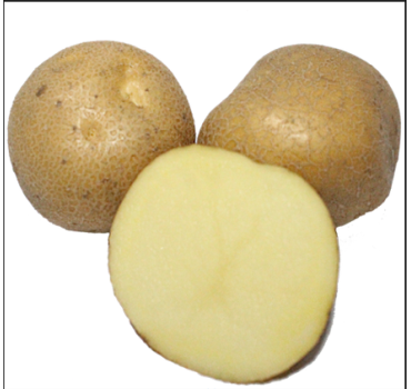 Картопля Скарбниця 1 репродукція, інститут картоплярства НААН