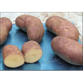 Картопля Скарбниця 1 репродукція, інститут картоплярства НААН