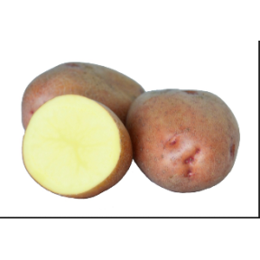 Картопля Мирослава 1 репродукція, інститут картоплярства НААН