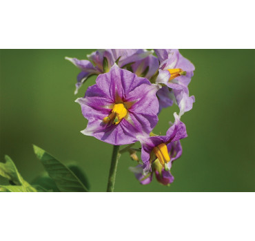 Регент® 20G - інсектицид, BASF