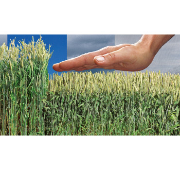 Терпал® - регулятор росту, BASF