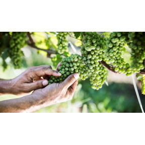 Вівандо® - фунгіцид, BASF Вівандо® - фунгіцид, BASF